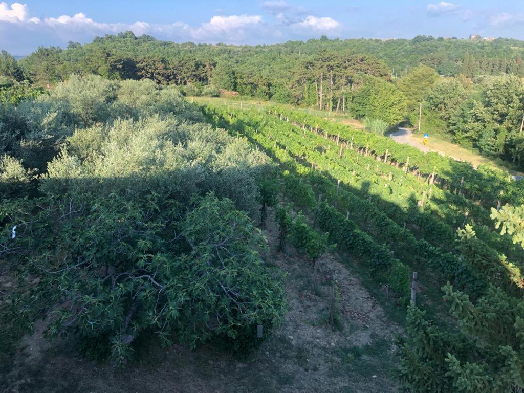 Apartman Villa Romana Grožnjan Esterno foto