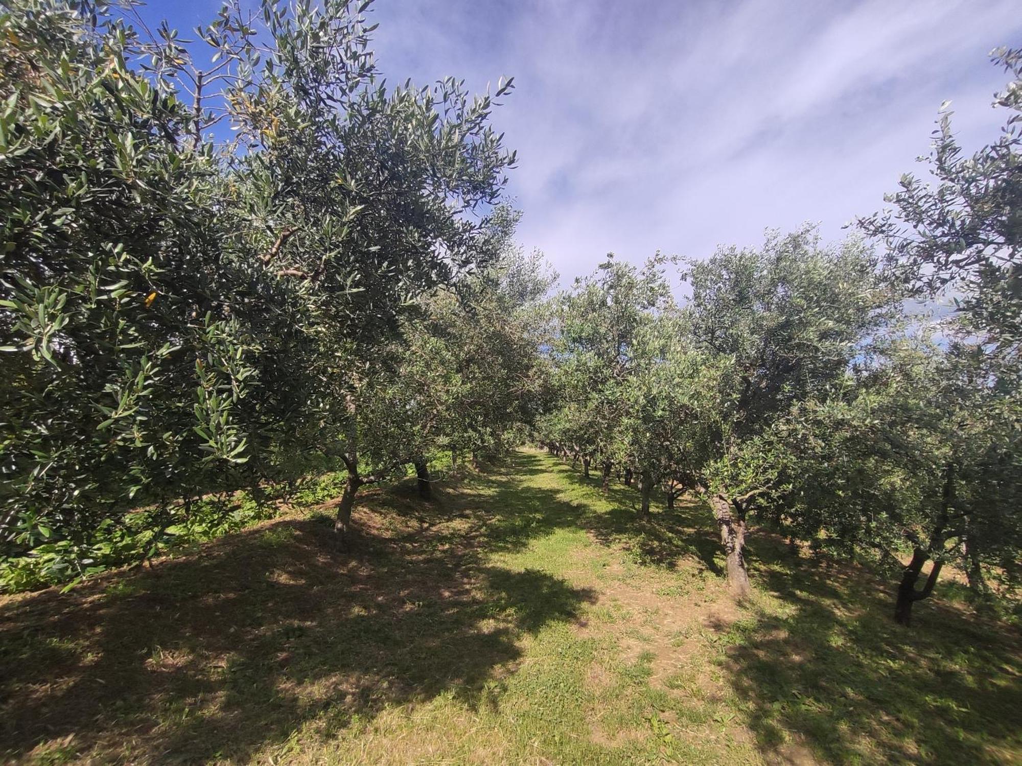 Apartman Villa Romana Grožnjan Esterno foto